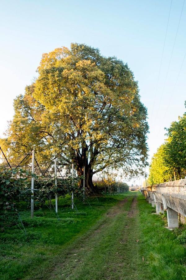 Al Bagolaro Bed & Breakfast Crocetta del Montello Exterior photo